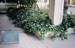 地被類剪定前