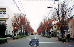 街路樹剪定前