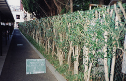 生け垣剪定後