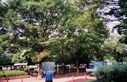 ケヤキ剪定前
