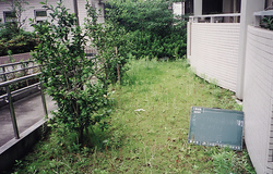 草取り前